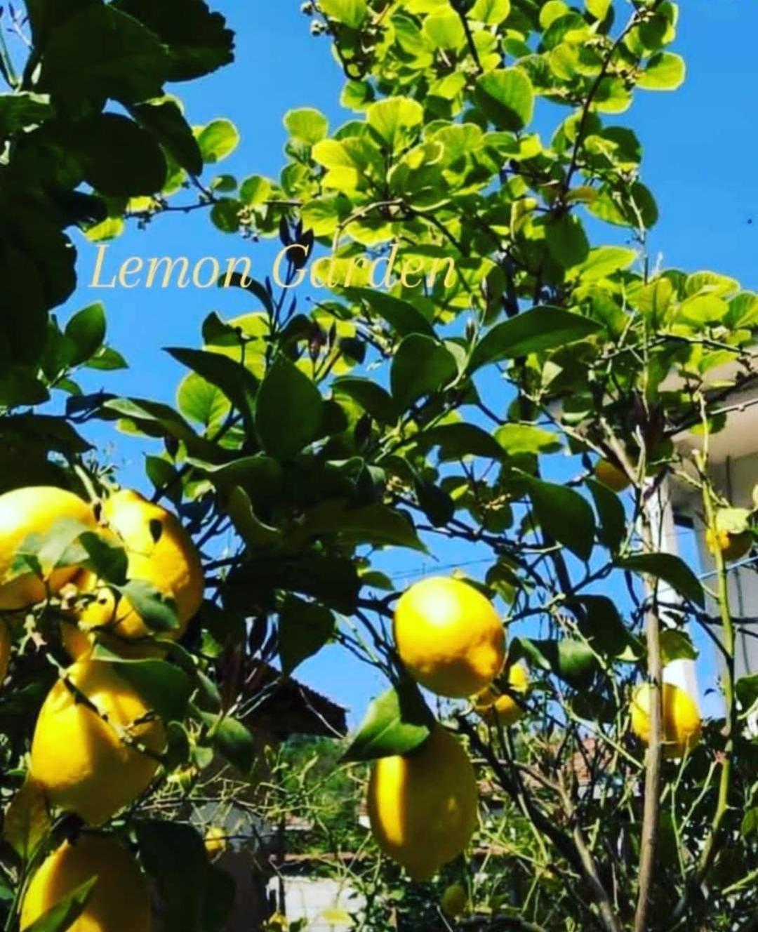 Lemon Garden Vandrehjem Naselba Dracevo Eksteriør billede